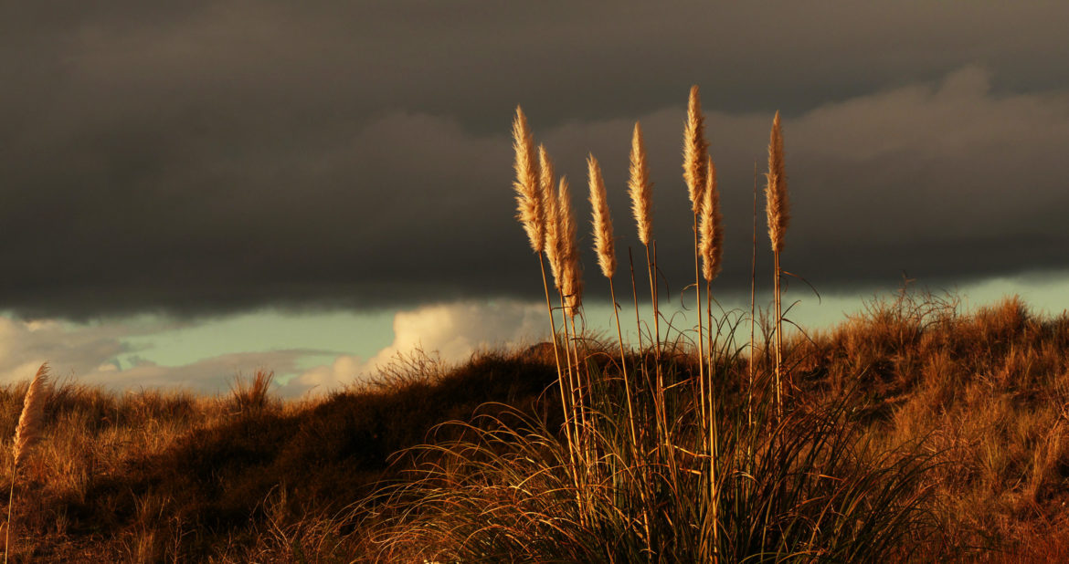 picography-dark-skies-over-grass-scaled.jpg