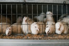 Les animaux devraient-ils avoir des droits ?