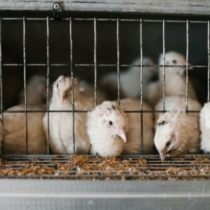 Les animaux devraient-ils avoir des droits ?